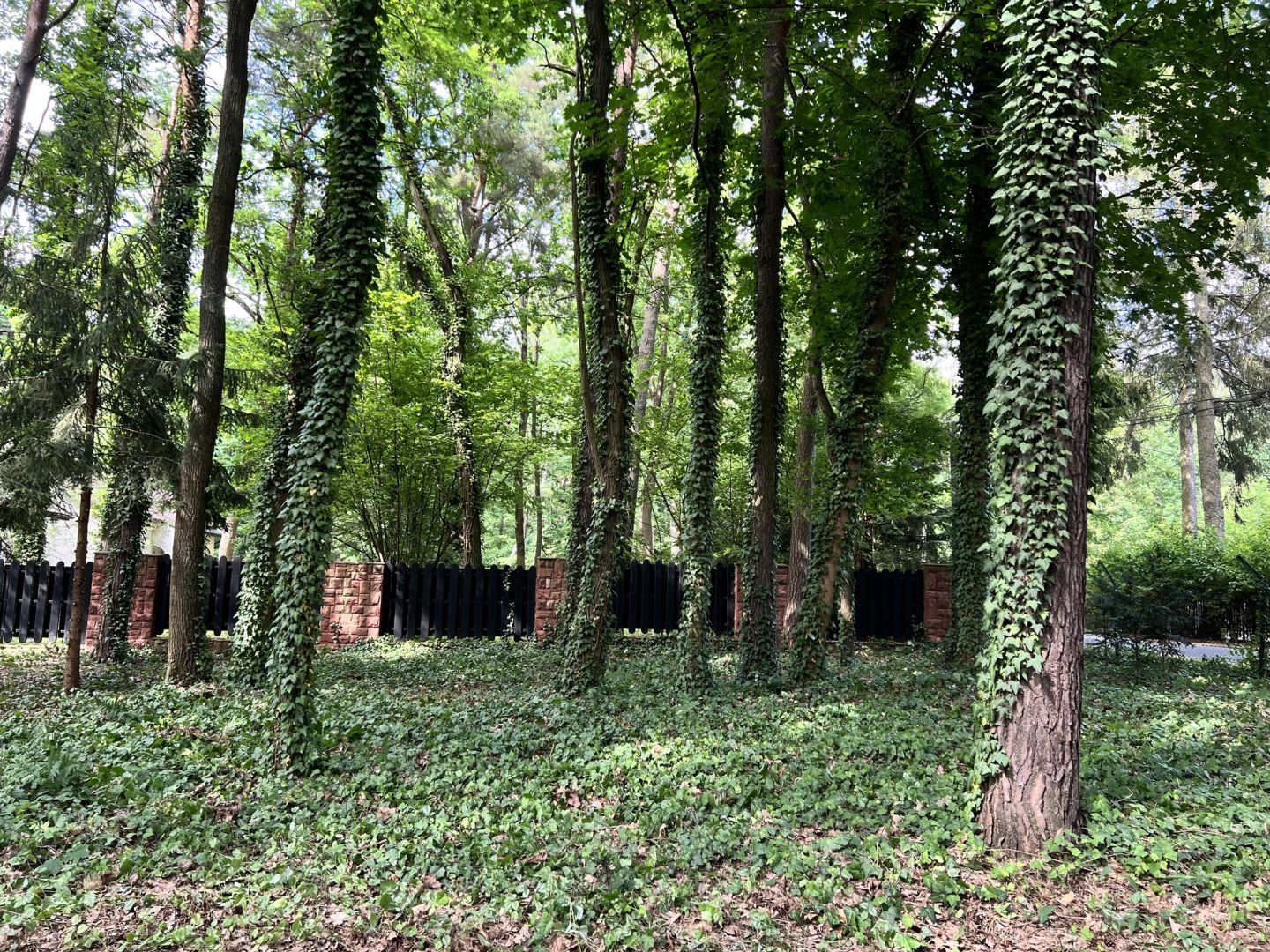 PIĘKNA DZIAŁKA LEŚNA DO ZABUDOWY JEDNORODZINNEJ - Działka - Sprzedaż - Grodziski, Podkowa Leśna