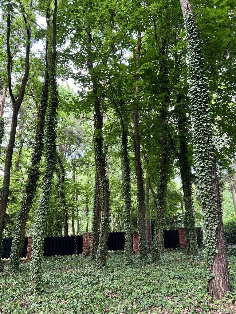 PIĘKNA DZIAŁKA LEŚNA DO ZABUDOWY JEDNORODZINNEJ - Działka - Sprzedaż - Grodziski, Podkowa Leśna