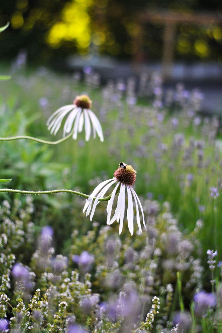 Atmospheric house in a quiet area - House - Sale - Puławski, Kurów / Buchałowice